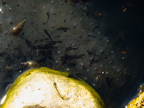 Tadpoles, snails and frogspawn
