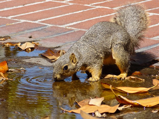 Drink and reflect – Fox Squirrel