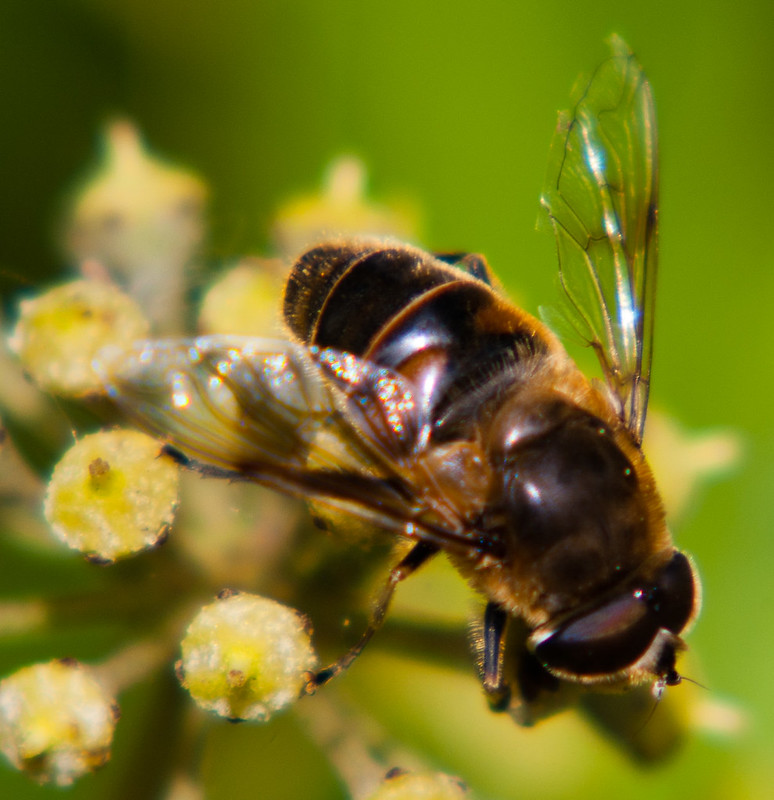 Hoverfly feeding on an ivy flower