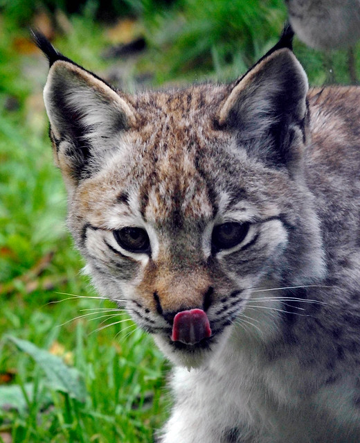 Two Rivers Animal Park Lynx Kitten