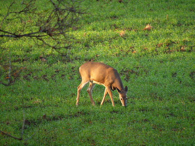 Early Morning Deer #2