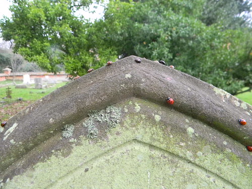 Sermon on the mount... ....re-enacted by ladybirds. A curious sight. Many of the gravestones in Lawford churchyard had congregations of ladybirds at the top. And not just one species, red ones, black ones, brown ones.... Manningtree Circular