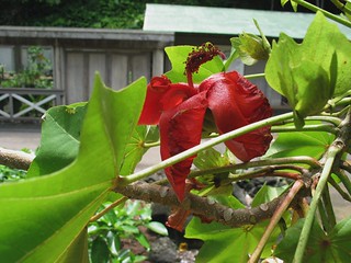 Komokiacea Kokia cookei | Kokiʻo, hau hele ʻula or Cooke's kokia Malvac… | Flickr