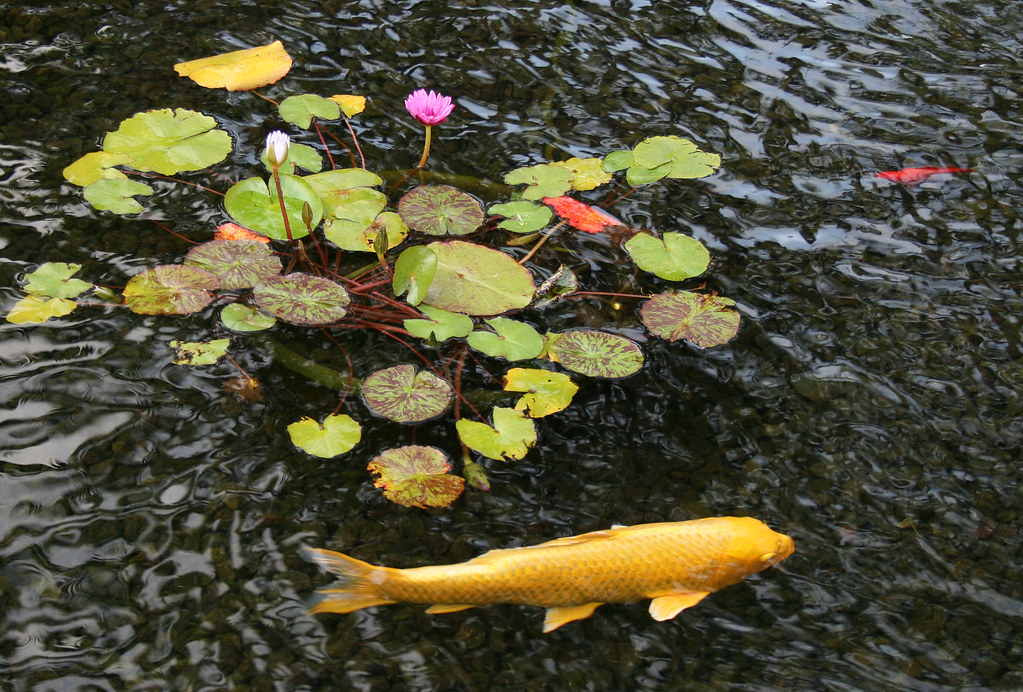 What's the story behind the Fashion Island koi pond? – Orange