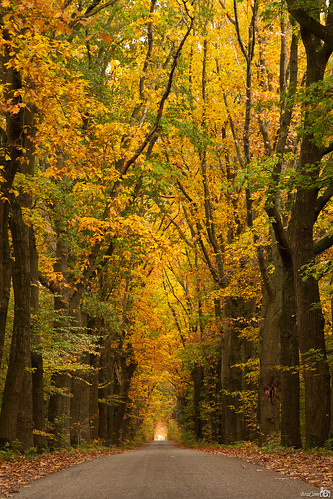 road autumn trees fall netherlands bomen herfst nederland limburg weg nederweerteind bej ubej bracom aantkruis bramvanbroekhoven