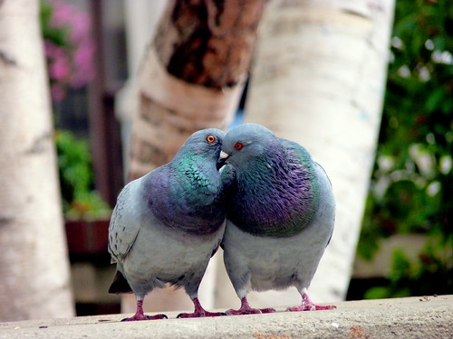 Pigeons | by .jocelyn.