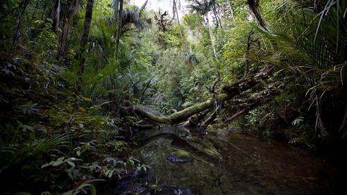 newzealand forest landscape flora farnorth teararoa thelongpathway