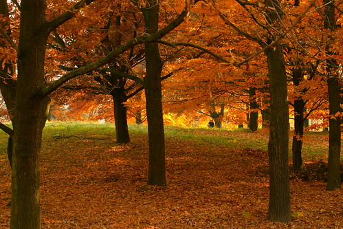 park city autumn trees fall colors canon europe slovensko slovakia palo podzim bartos jesen jeseň prievidza bartoš