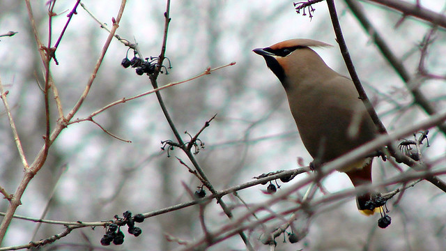 Bohemian Waxwing, Home, 03/29/07