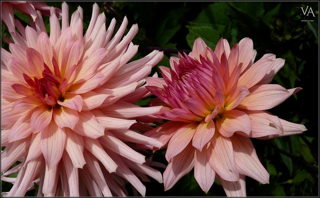 Macro shot of a beautiful pair of chrysanthemums /  Macro de un bello par de crisantemos