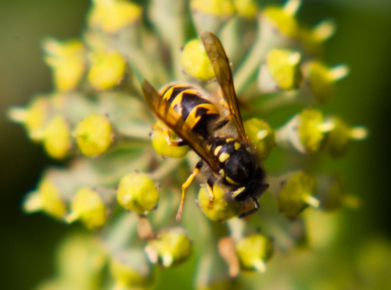 Wasp feeding on an ivy flower