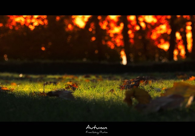 autumn at the ground