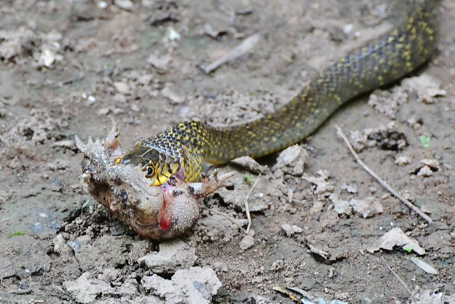 Snake eating a frog