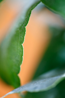 Eucalyptus 45