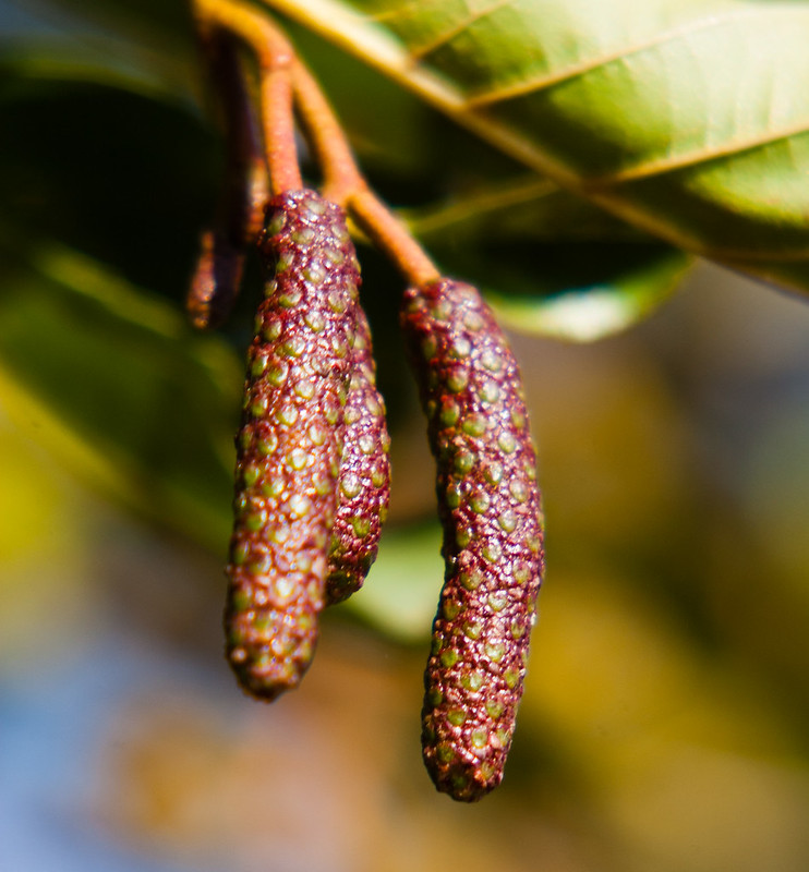 Alder catkins