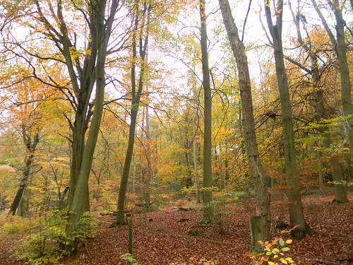 Autumn Colours 11 Princes Risborough to Great Missenden 