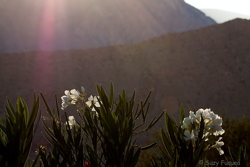 chile travel flowers oleander pisco piscoelqui elquivalley