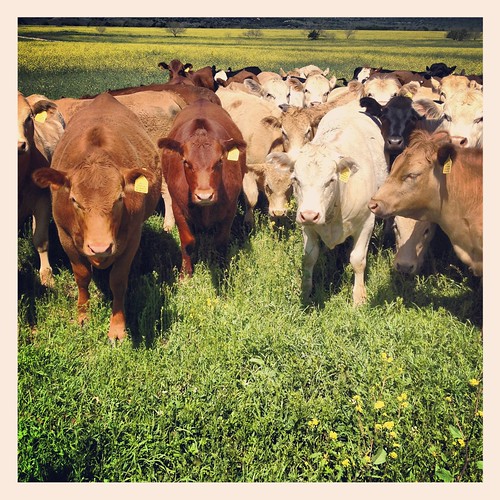 ranch field yellow texas cattle pasture herd canola