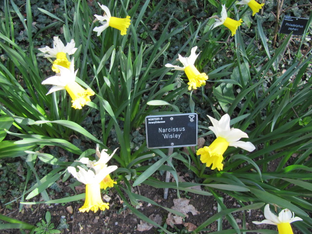 Narcissus 'Wisley'