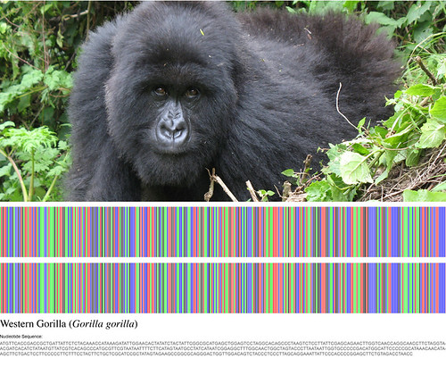17_gorilla dna  barcode design_photo Brendan Mc Getrick