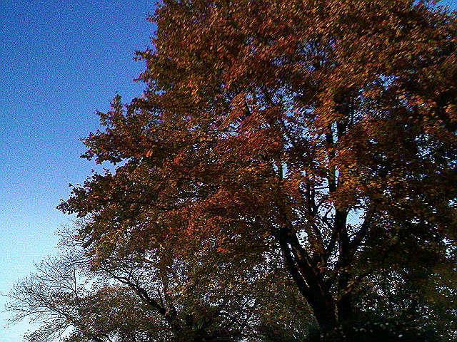 Fall foliage South Branch  New Jersey   11-05-11