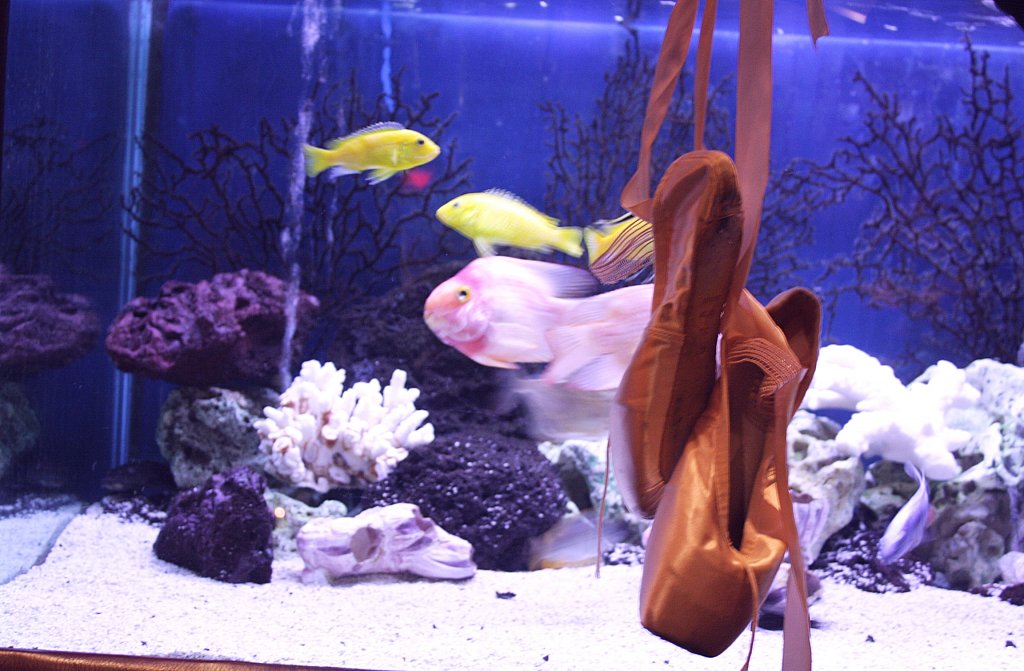 ballet shoes and fish tank Delaina Haslam Flickr