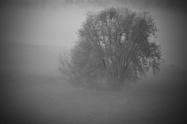 tree in fog 1