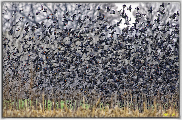 Flock of Red-Winged Blackbirds
