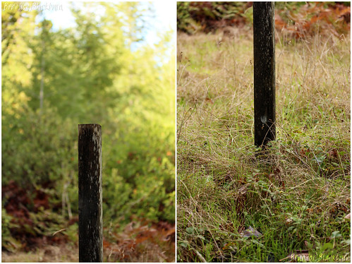 UCSC Natural Reserve Post Diptych