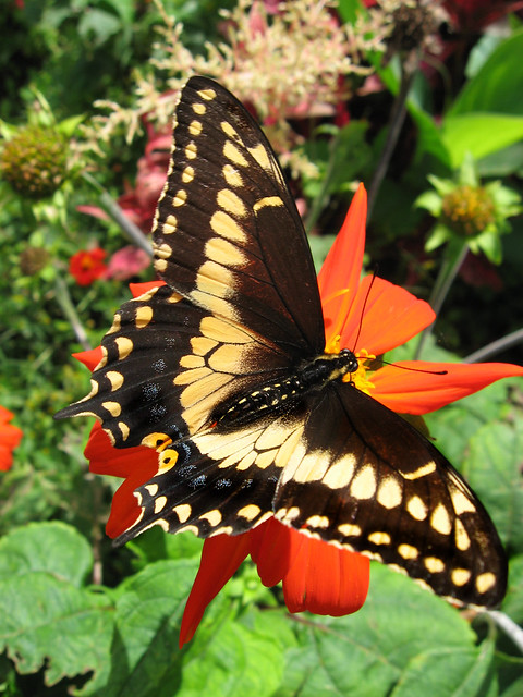 Mariposa Papilionidae. San Antonio de Prado, Medellín