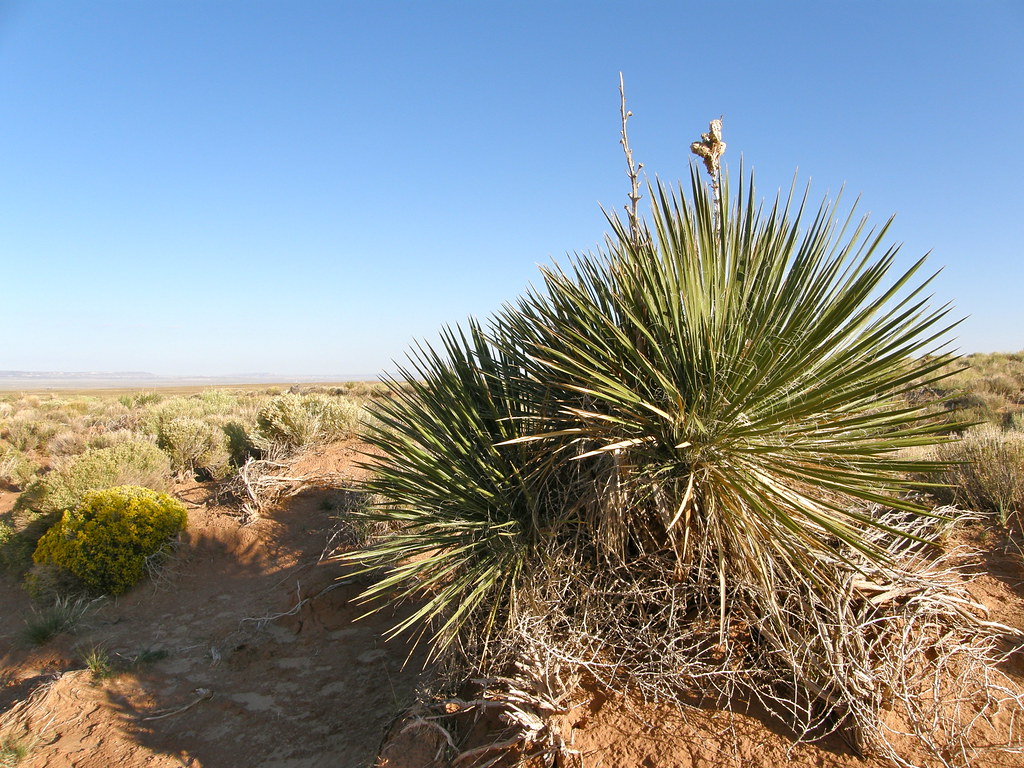 Yucca Snake Yucca, Snake Flat (Springs). Ganado, AZ | oskey391 | Flickr