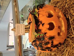 Creepy-crawly traditional (PacWest Center carving contest)