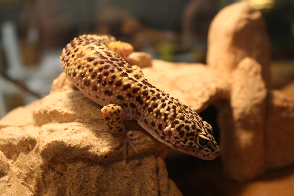 leopard, gecko.