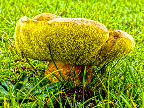 Bolete with an upturned cap