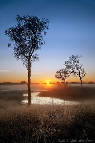 trees sunrise nederland brabant heide heathland zonsopgang kampina boxtel