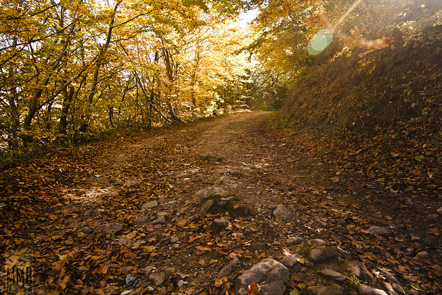 Caminando por el otoño // Walkin' on autumn