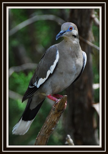 White-winged Dove | by feltonbeasley