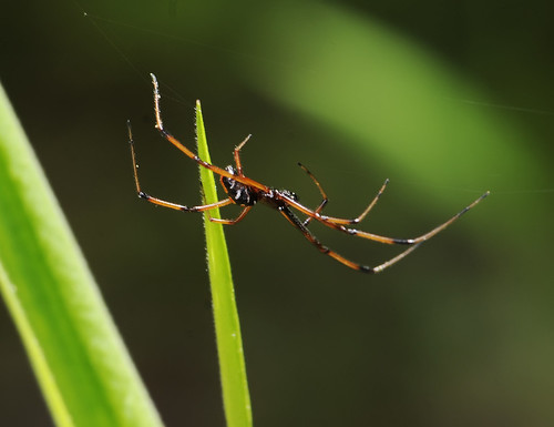 flickr va spidersaraneae arachnidsspidersetc wbgfp cobwebspiderstheridiidae