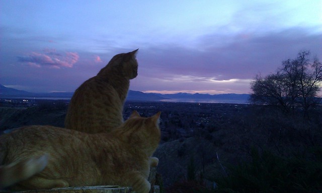 Zeus & Phoebe enjoying a March sunset together.