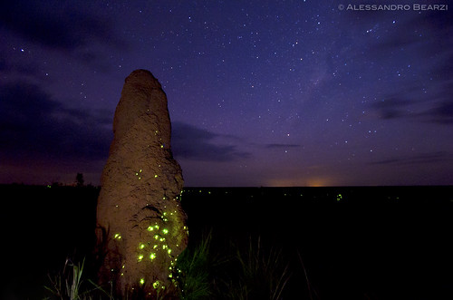 Bioluminescence - Emas National Park - Brazil
