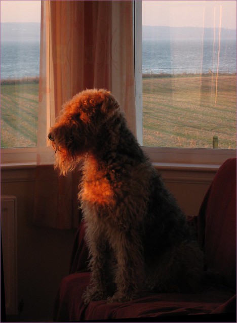 Rosie watches the sun setting