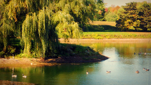 autumn trees summer sun newyork tree green fall water nikon wildlife coolpix s3000 photogrqaphy websterpondspark blm18 blmiers2