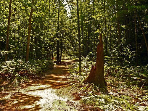 statepark park trees nature sunshine forest woods michigan panasonic trail pines stump trunk michiganparks campground interlochen fz18 scenicsnotjustlandscapes jimflix