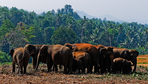 travel asia elephants srilanka pinnewala