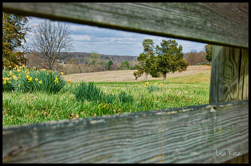 blue trees sky tree green field yellow rural fence virginia spring view daffodils appomattoxcourthouse lisarose