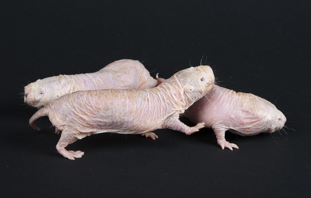 Naked Mole-Rat 20th Anniversary at the Smithsonian's Natio… | Flickr