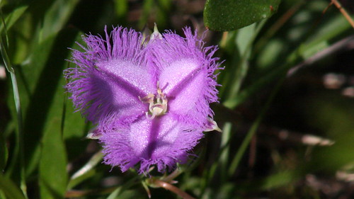 beermullah westernaustralia australia thysanotusarenarius thysanotus asparagaceae endemictowesternaustralia bootinenaturereserve