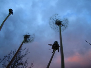 Dandelions In The Sky