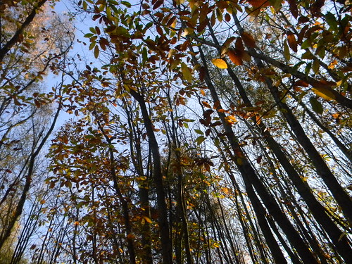 Autumn leaves, blue sky Cowden (short) Circular