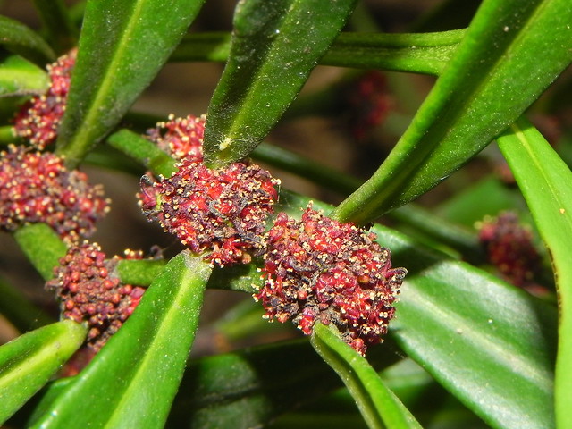 Phyllanthus conjugatus var. maaensis